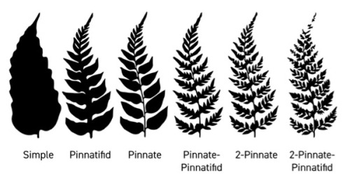 Types of ferns