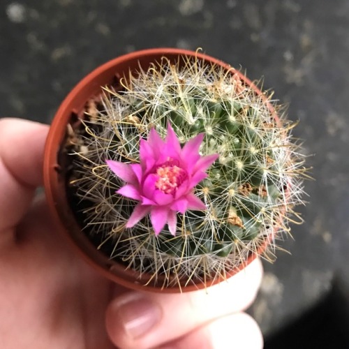 succulents-and-cacti:flowering again ! 