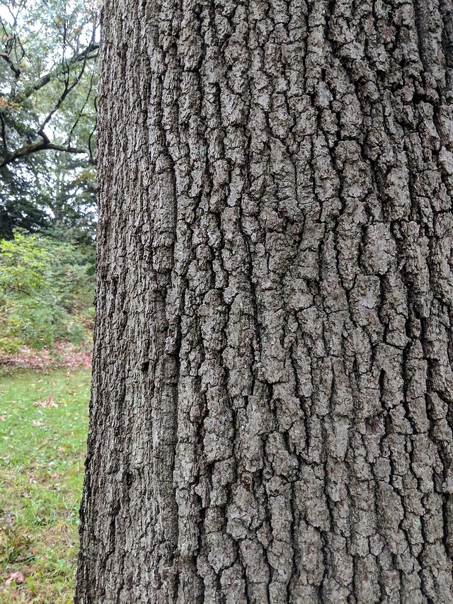 Quercus velutina: Black Oak Plant community: Oak... - 'HERB'AN 'TREE'TMENT

