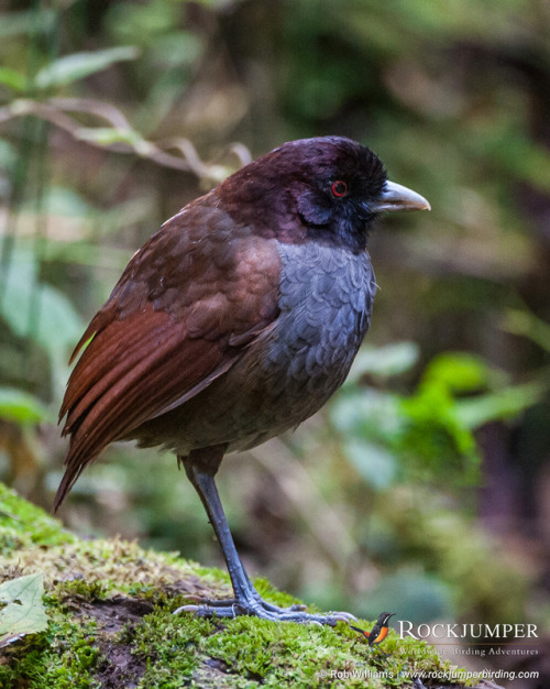 rockjumperbirdingtours:Photo of the Day – The Pale-billed...