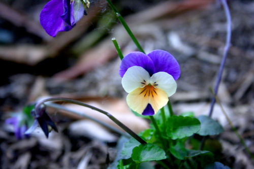 twilightsolo-photography:Lil’ Blue, Orange, and White...