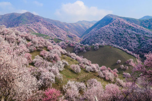 constant-consonance:sixpenceee:Pictures of China’s apricot...