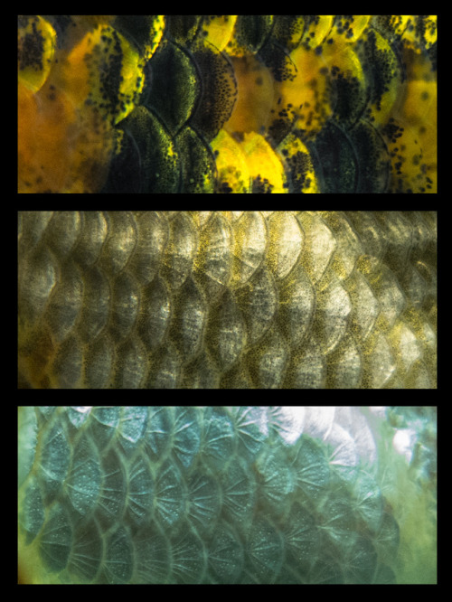 tosh-orchids:I took some fotos of the scales from my goldfish....