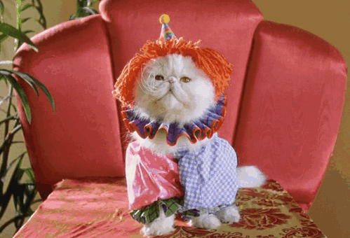 Image result for cat in halloween costume gif