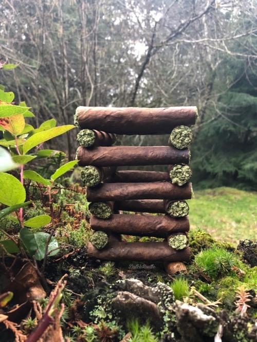 johannesnw:Rolled up 24 backwoods Lincoln log style and made a...