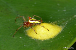 @Spiders And Beetles And Moths, Oh My!