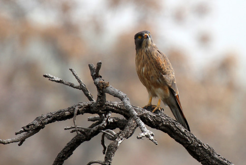 theraptorcage:Grasshopper Buzzard