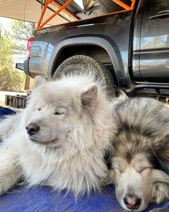 2 fluffy sleepy dirty bears . . . . . . . . . . . . #kofuandbella #samoyed #samoieda #samoyedo #samoyedsofinstagram #fluffy...