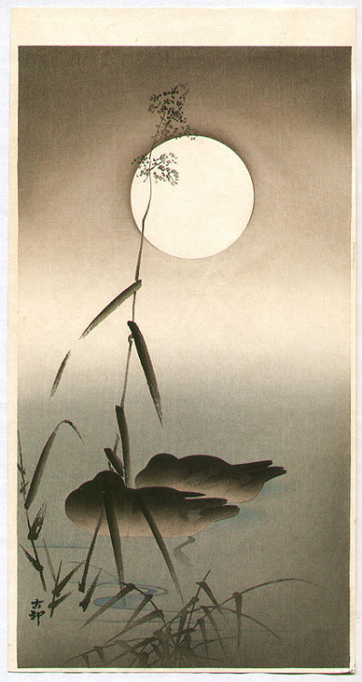 artemisdreaming:Sleeping Ducks, 1910Ohara Koson