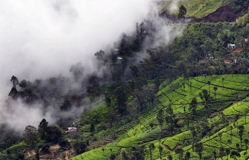 mahakami:Sri Lanka.