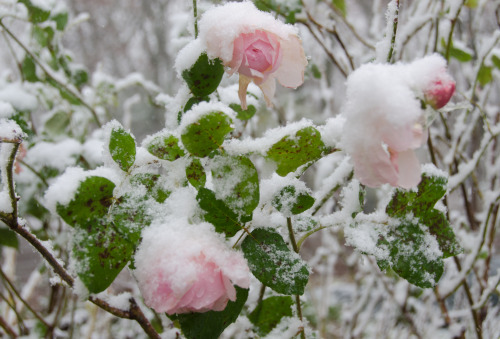 iseultsdream:First snow, Tues Nov 12 - in the garden - pink...