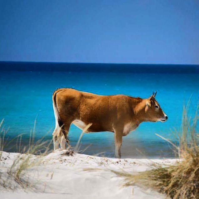 Spiaggia Di Berchida Sardegna Spiagge Italiane Su Trovaspiagge