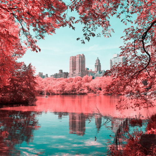 hipsthetic:Central Park as a pastel pink wonderland