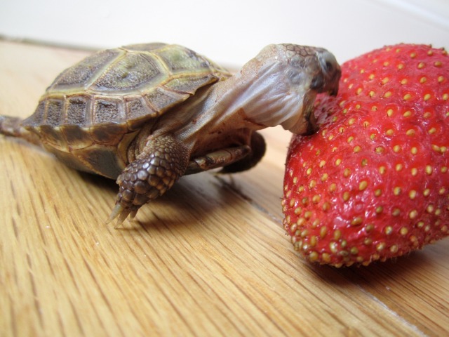 the whimsy turtle — My First Strawberry!, Part 1 (Parts 2, 3, 4, 5,...