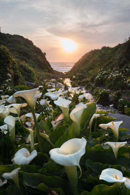 expressions-of-nature:Carmel by the Sea by Joshua Sortino