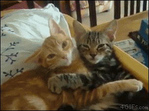 Cuddling Cats Tumblr