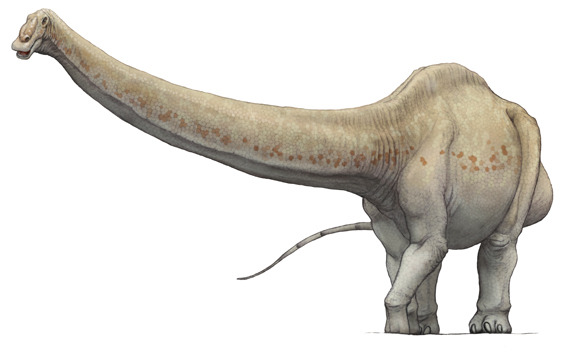 supersaurus fossil