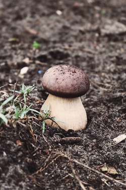 Wooden Garden Mushroom Tumblr