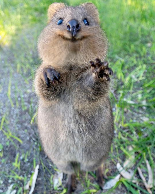 quokka on Tumblr