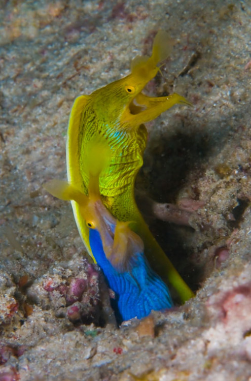 end0skeletal:The ribbon eel or Bernis eel, is a species of...