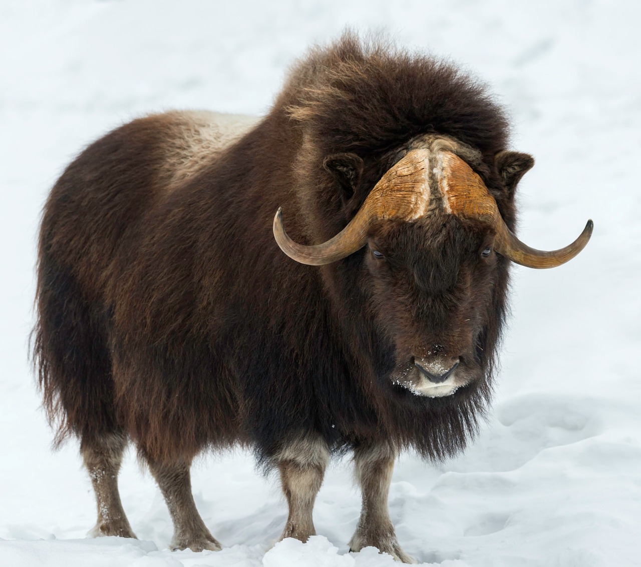 muskox plush