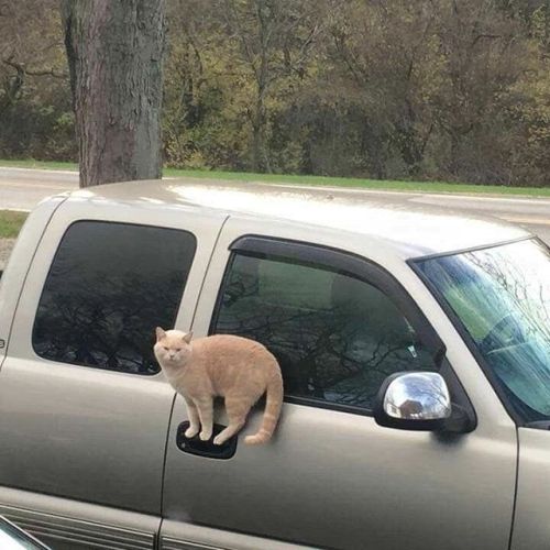 coolcatgroup:cutekittensarefun:Only a cat could do that...