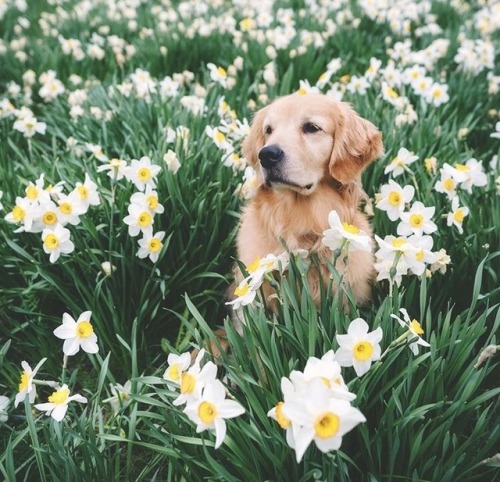 Puppy With Flowers Tumblr