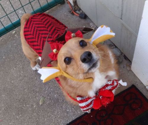 pacificpikachu:My beloved corgi Honey needs help!Her eye...