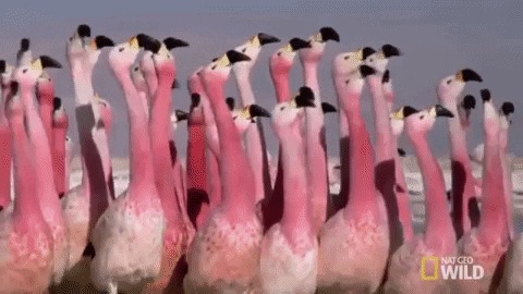 Flamingo Roblox Myths Rust