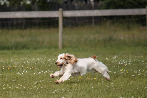 mostlyvoidpartiallydogs:English Cocker SpanielLCKC fun...