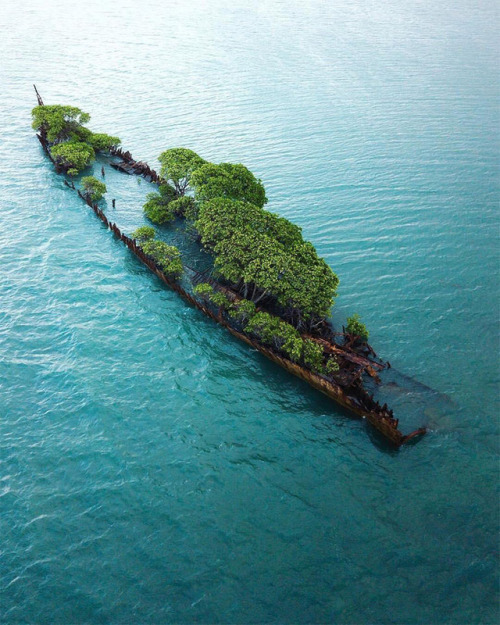 abandonedandurbex:Abandoned Ship with trees growing on...