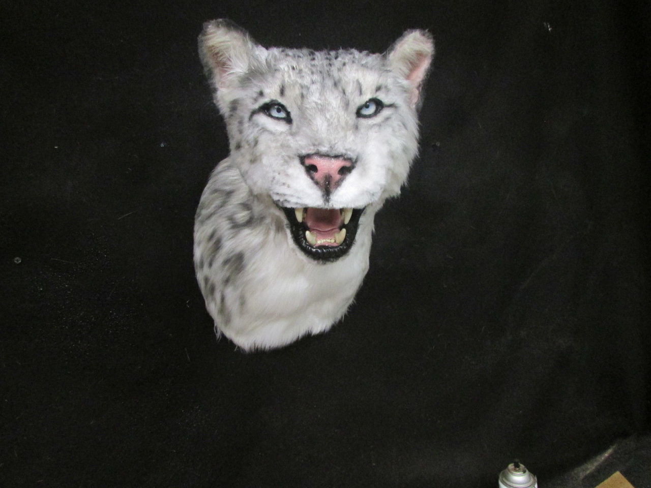 Mátame, camión! (El Tópic de la Taxidermia Chunga) - Página 8 Tumblr_n6oafbsPQz1qze1jro1_1280