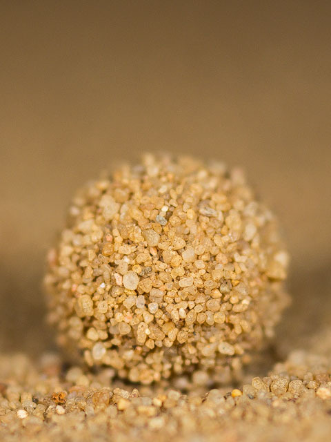 bowelflies:antlion pupation is so fucking good to look at and...