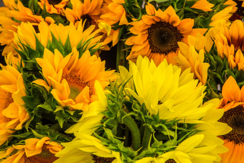 simplymyview:Cut Flowers Union Square Market