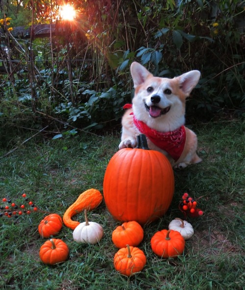 scampthecorgi:Happy Fall!