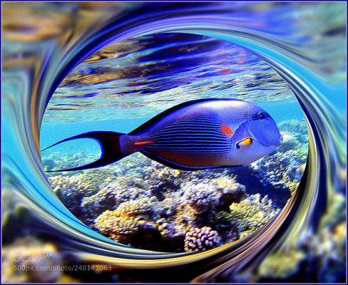 lifeunderthewaves:Natura e colori meravigliosi: Pesce chirurgo...