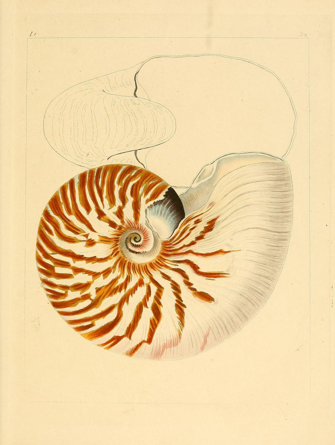 Scientific Illustration | Nautilus shells from ‘Systematisches...