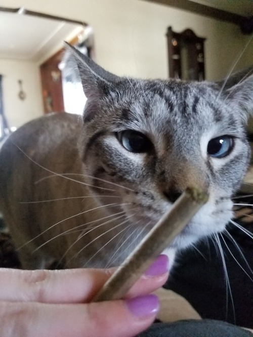 nugssbunny:Bruce sniffing the marijuana