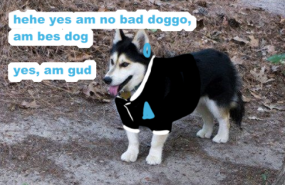 husky meme | Tumblr