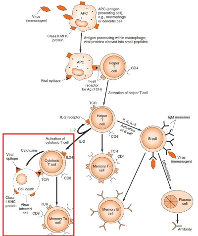 t lymphocyte | Tumblr