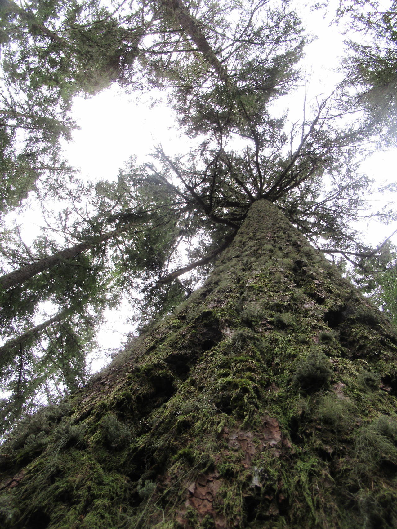 Dean's World — Douglas-fir, Willamette National Forest, Oregon...