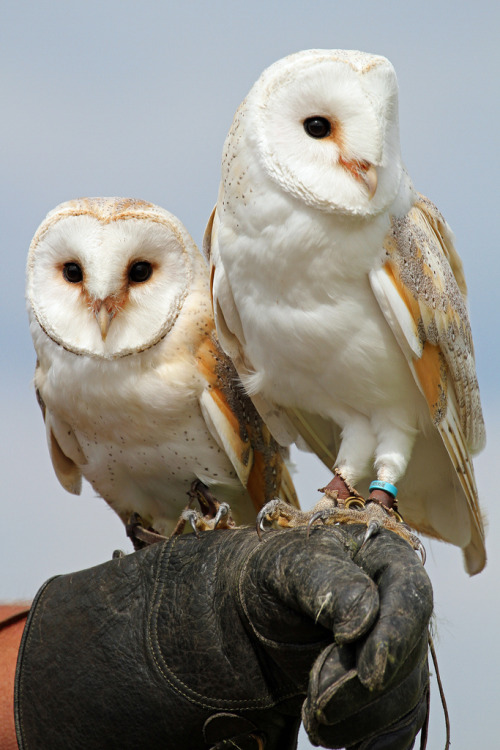 h4ilstorm:Barn Owls (by Buggers1962)