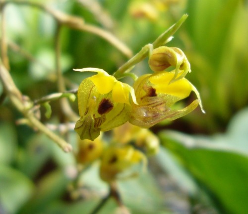 orchid-a-day:Scaphosepalum verrucosumSyn.: Humboltia...