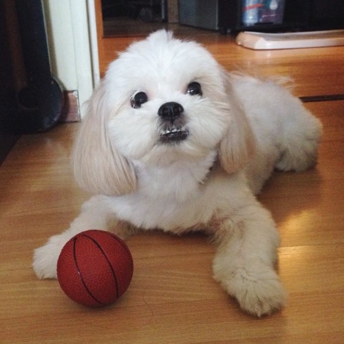 Tiny Pup Has Big Dreams of Basketball Stardom