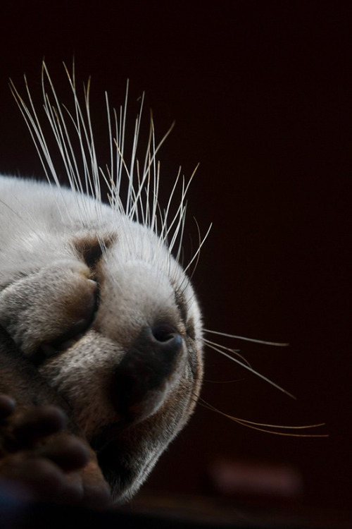 dailyotter:Otter’s Whiskers in ContrastVia goliath_otter