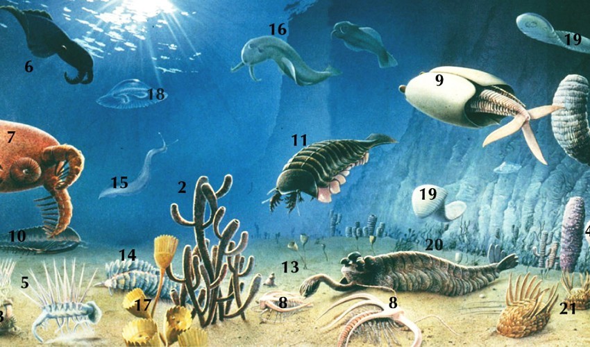 What Sparked the Cambrian Explosion? An ... - Rhamphotheca