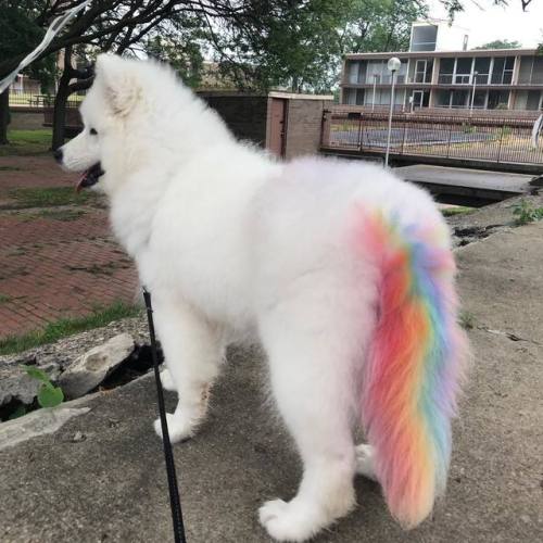 88+ Samoyed Tumblr