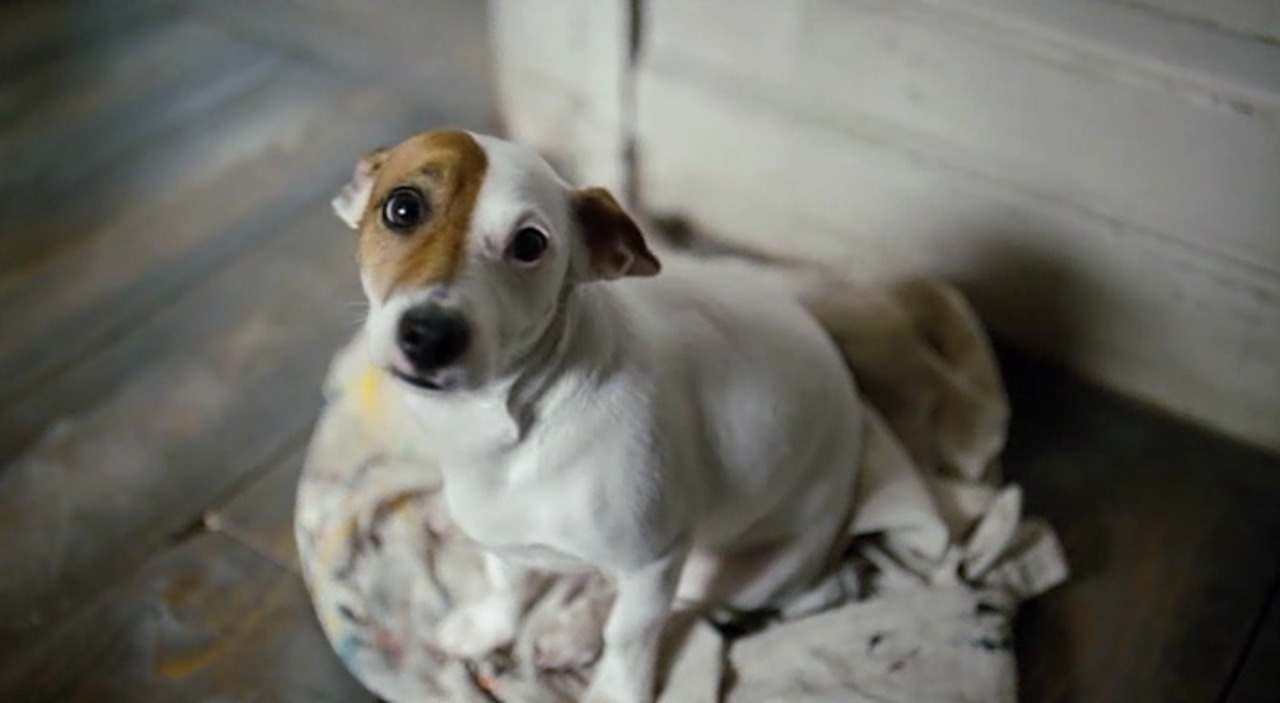 jack russell teddy