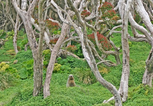 frumpytaco:Hooker’s sea lions (Phocarctos hookeri) photographed...