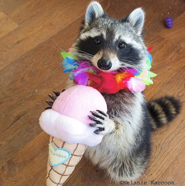 Raccoon Aesthetic Pink On Social Media